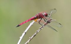 Trithemis selika