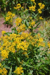Senecio serra