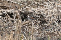 Turdus eunomus