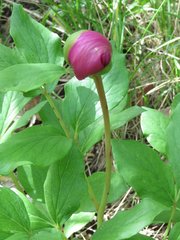 Paeonia mascula