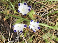 Nemophila maculata