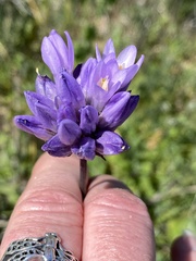 Dipterostemon capitatus capitatus