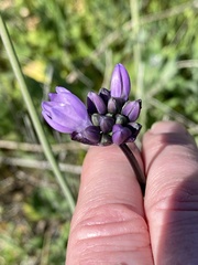 Dipterostemon capitatus capitatus