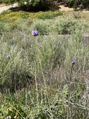 Dipterostemon capitatus capitatus