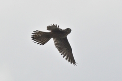Falco tinnunculus