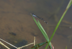 Agriocnemis splendidissima