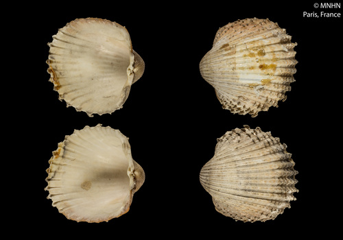 Representative image of Acanthocardia deshayesii