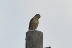 Falco tinnunculus