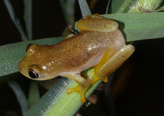 Heterixalus betsileo