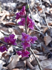 Daphne mezereum