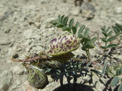 Astragalus palenae