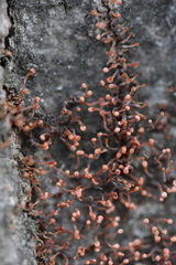 Nectria pseudotrichia