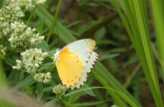 Belenois thysa thysa