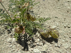 Astragalus palenae