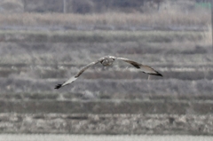 Buteo japonicus
