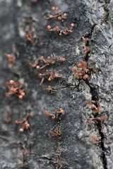 Nectria pseudotrichia