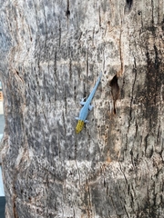 Lygodactylus picturatus