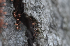 Nectria pseudotrichia