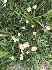 Erigeron quercifolius