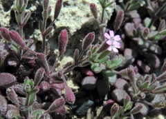 Silene sedoides