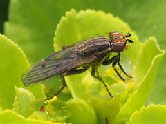 Pherbellia cinerella