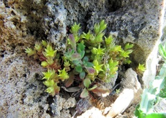 Sedum litoreum