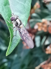 Meliscaeva auricollis
