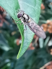Meliscaeva auricollis