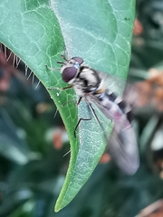 Meliscaeva auricollis