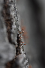 Nectria pseudotrichia