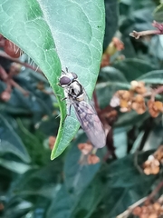 Meliscaeva auricollis