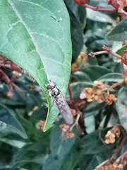 Meliscaeva auricollis