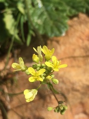 Brassicaceae