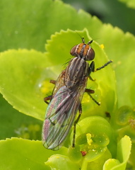 Pherbellia cinerella