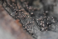 Nectria pseudotrichia