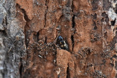 Salpingidae