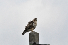 Buteo japonicus