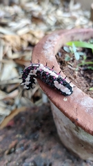 Lepidoptera