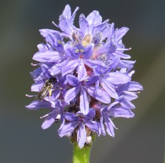 Dufourea novaeangliae