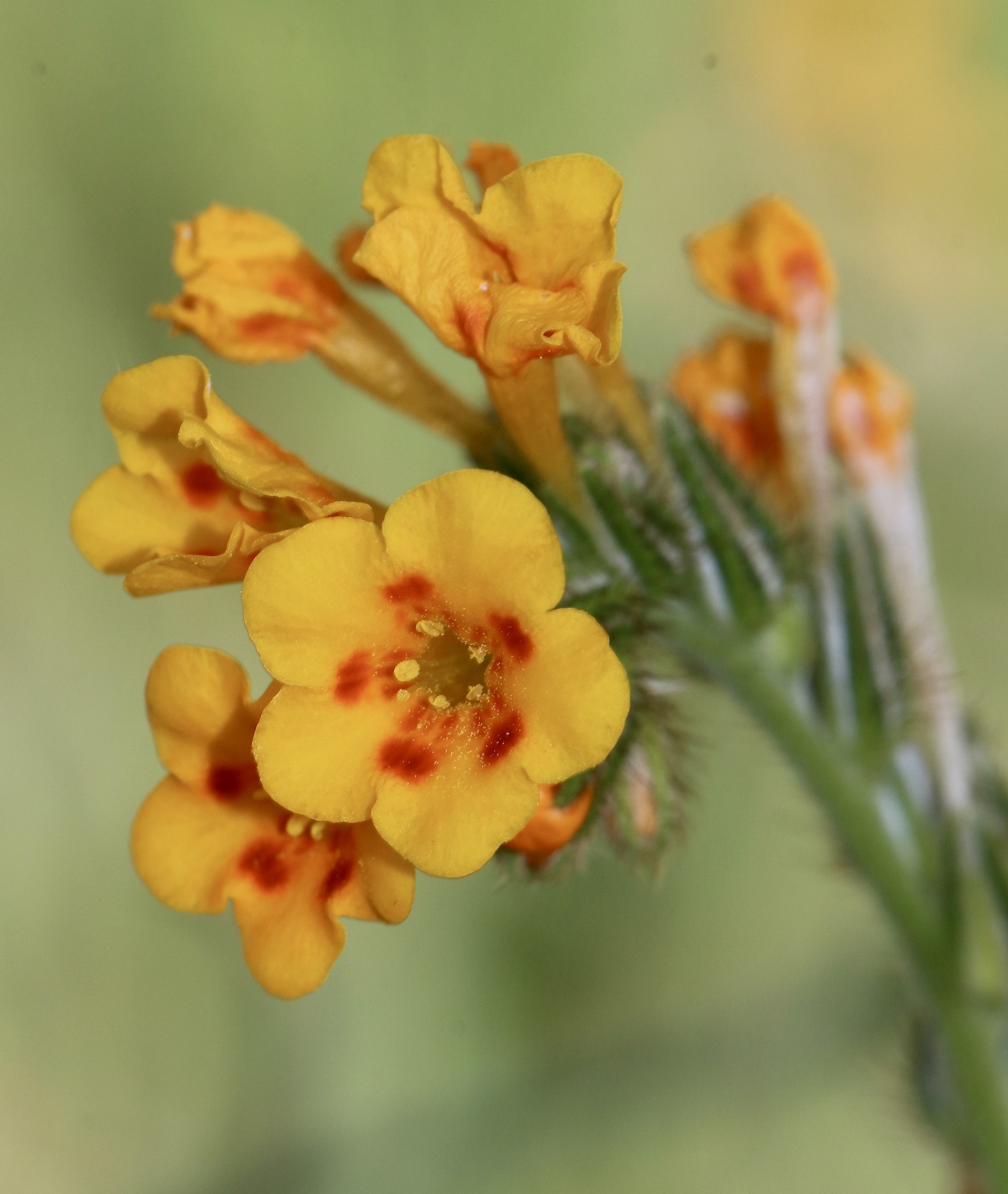 Amsinckia eastwoodiae