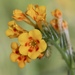 Eastwood's Fiddleneck - Photo (c) Morgan Stickrod, some rights reserved (CC BY-NC), uploaded by Morgan Stickrod