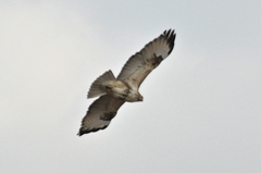 Buteo japonicus