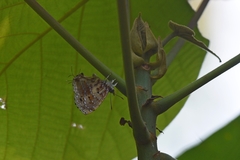 Catapaecilma major