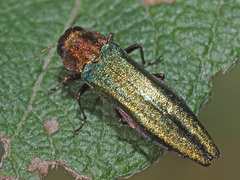 Agrilus viridis