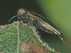 Agrilus viridis