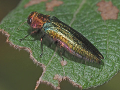 Agrilus viridis