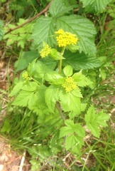 Thaspium trifoliatum aureum