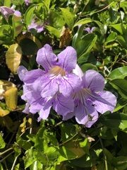 Magnoliopsida