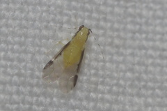 Monellia caryella