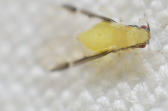 Monellia caryella